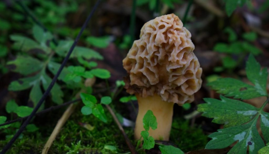 More mushroom. Photo by Patty Monari.